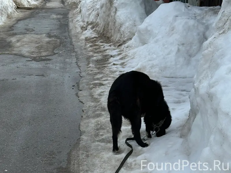 Найден кобель, улица Ясная