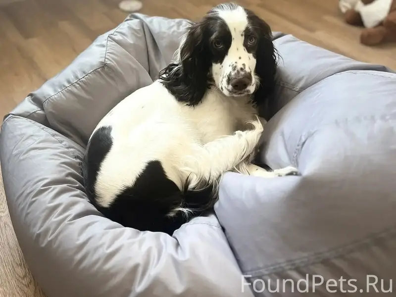 Пропала собака Джесси, 2 микрорайон