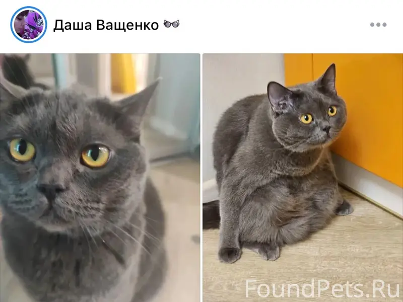 Пропал кот, Строители