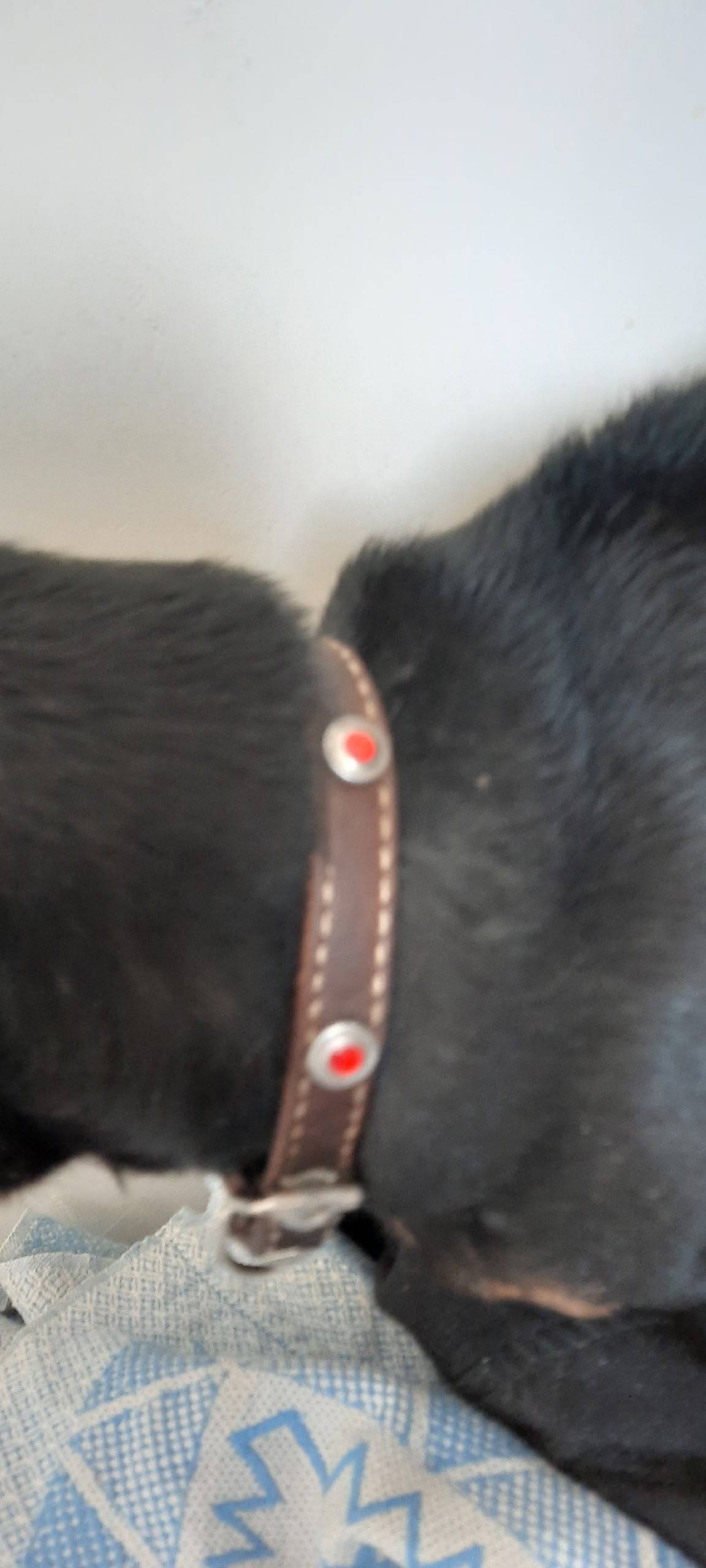 Найдена собака, ранена, Викулова 35/1