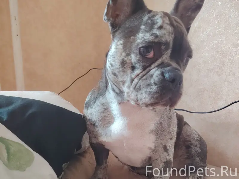 Пропала собака Харли, СНТ Мекензиевы горы