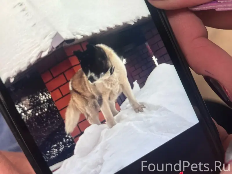 Пропал Акита-ину Арс, центр, Советская