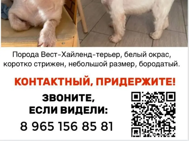 Пропала собака Мо, вест-хайленд терьер, Мытищи
