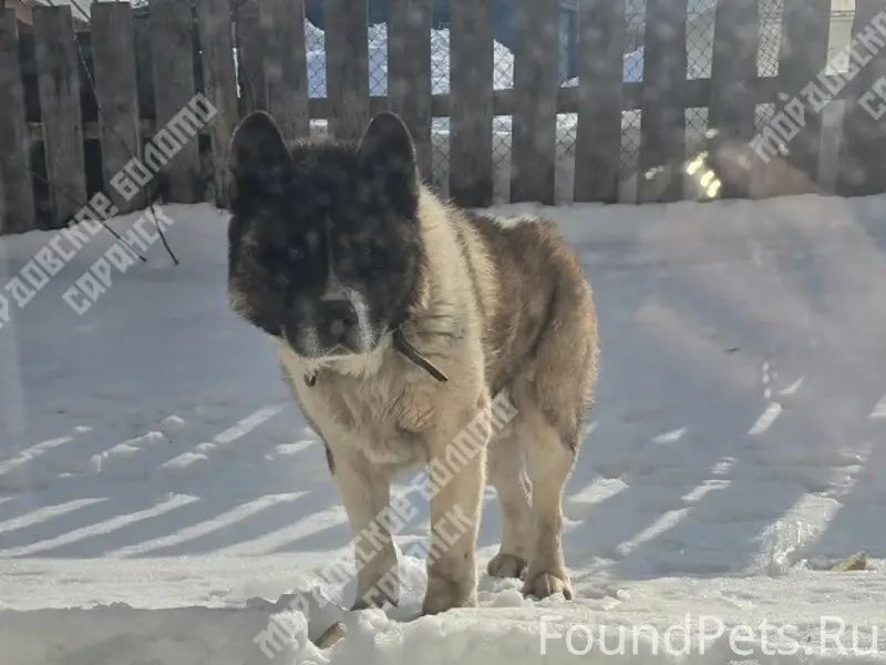 Пропал пёс, база по ул. Кутузова