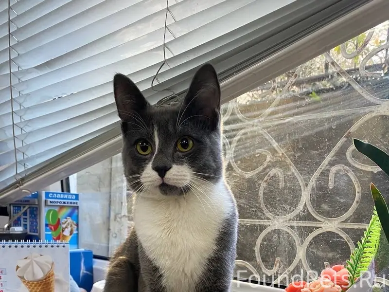 Найден кот, Севастополь