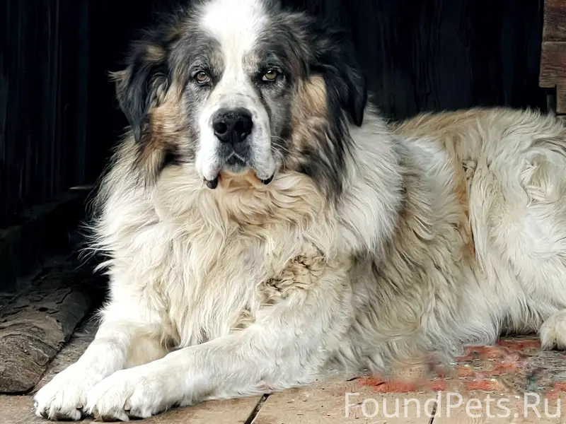 Пропала Московская Сторожевая овчарка Балу, поселок Зеленый