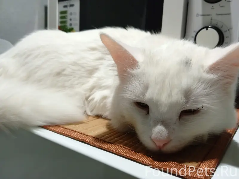 Пропал белый кот, Задубня