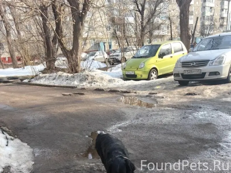 Пропал мальчик с ошейником, Скворцова-Степанова