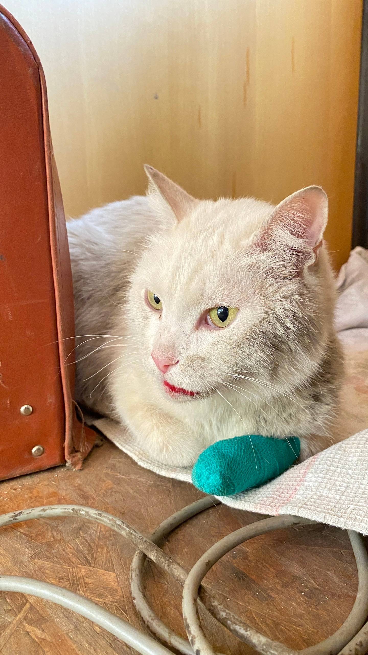 Найден белый кот с ошейником, Ольгинская развязка