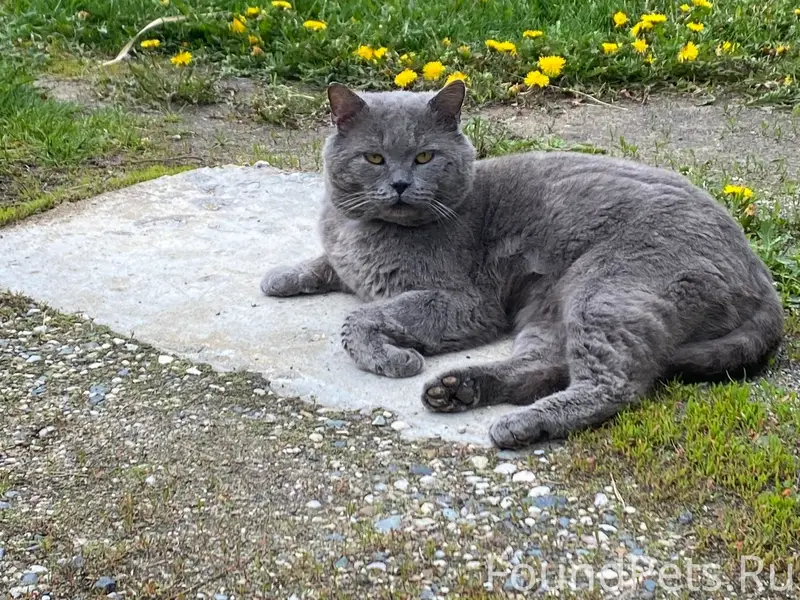 Пропал британский кот, Черноголовка