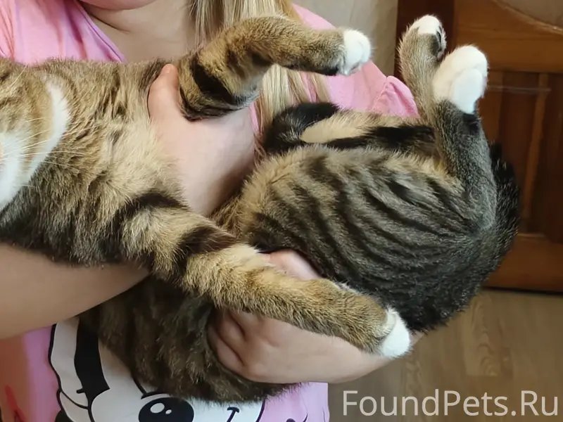 Пропал кот, район к-т Россия, б-р Профсоюзов