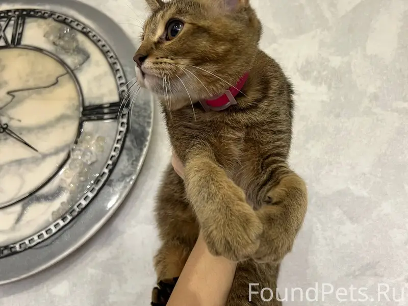 Найдена кошка, район 40-летия победы