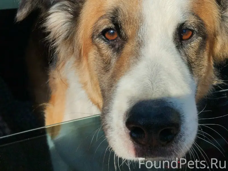 Пропал пёс Тайсон