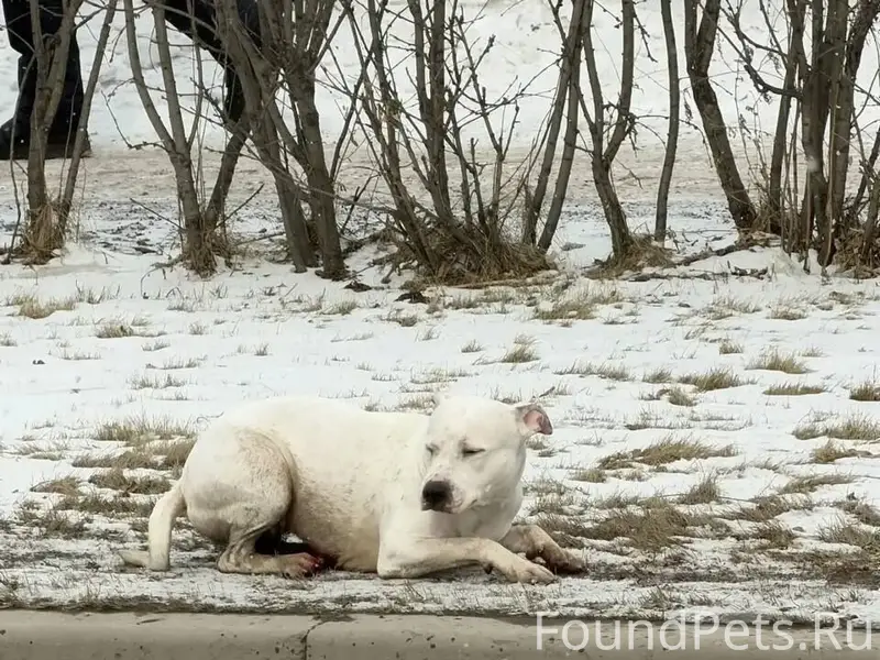 Найдена белая собака, Красноярск