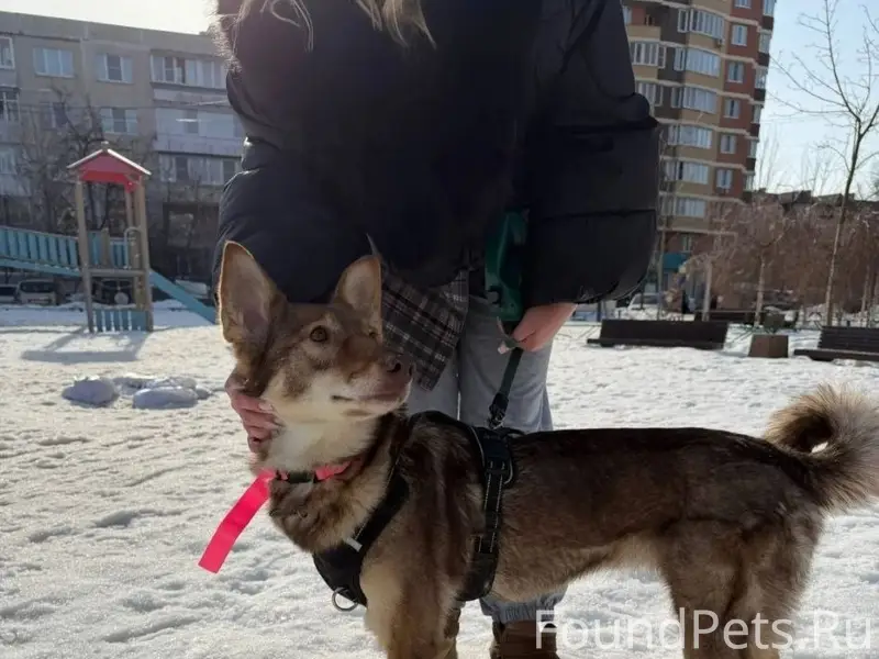 Найден щенок, Подмосковные Островцы