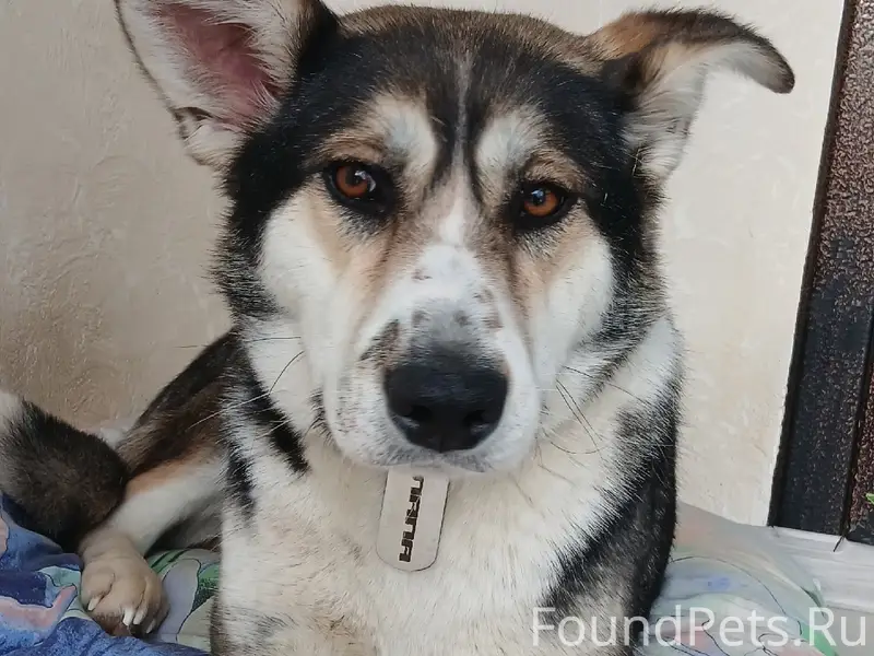 Пропала собака Лапа, улица Лазурная, посёлок Лесное 2