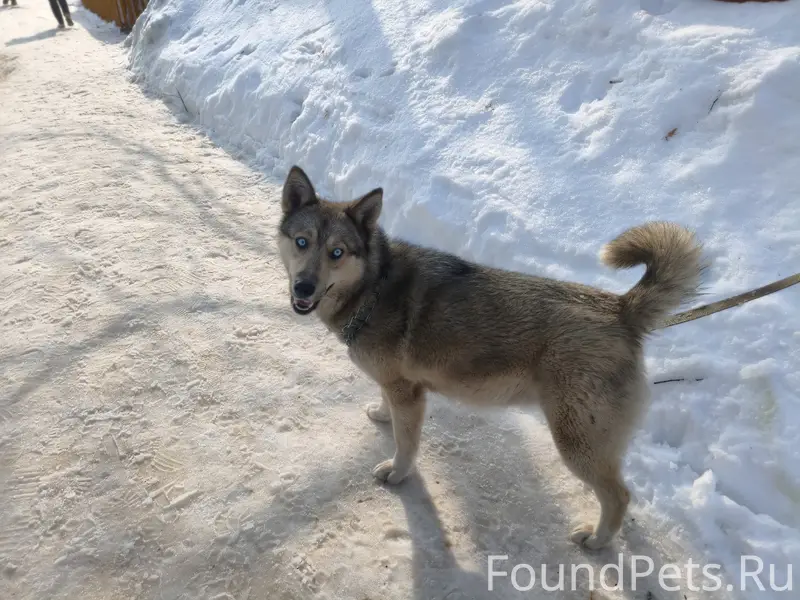 Найденна собака, Малмыж