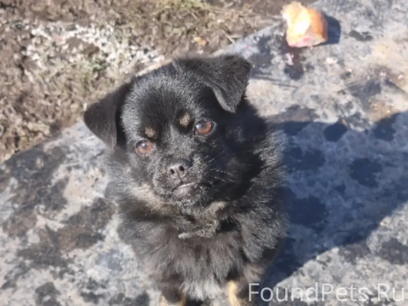 Найден метис пекинеса, маленькая собака с ошейником