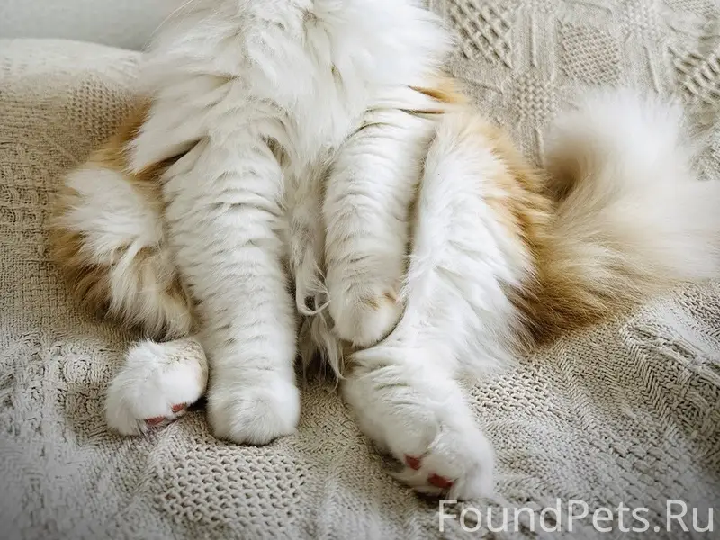 Пропала кошка, г. Казань, ул. Р. Зорге