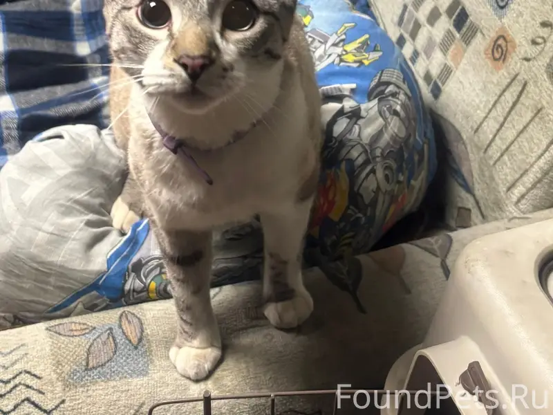 Найден кот, Апатиты, ул. Дзержинского