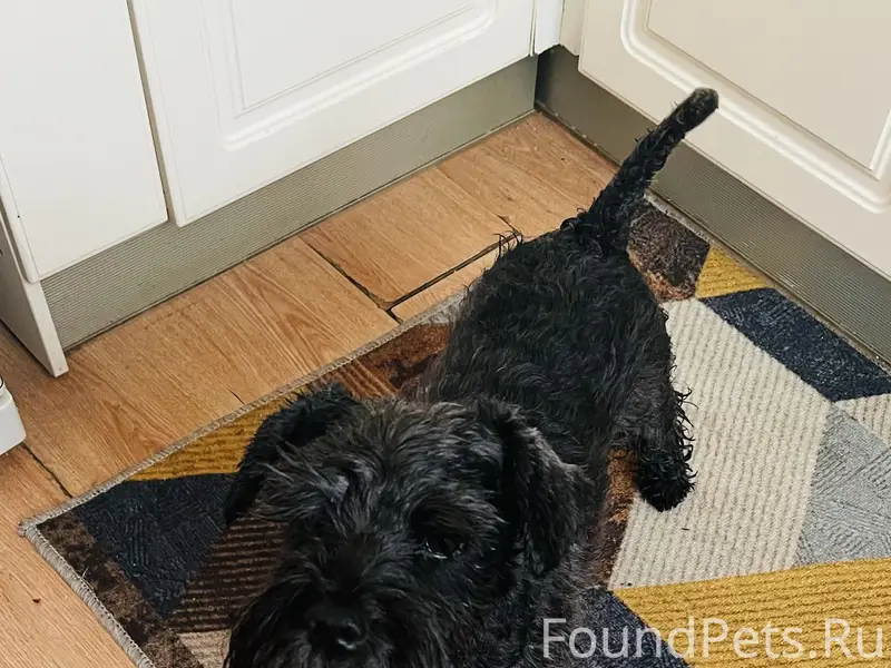 Пропал цвергшнауцер, окрас черный. Район метро Сенная площадь / улица Гороховая. Если видели или знаете, где он, позвоните!