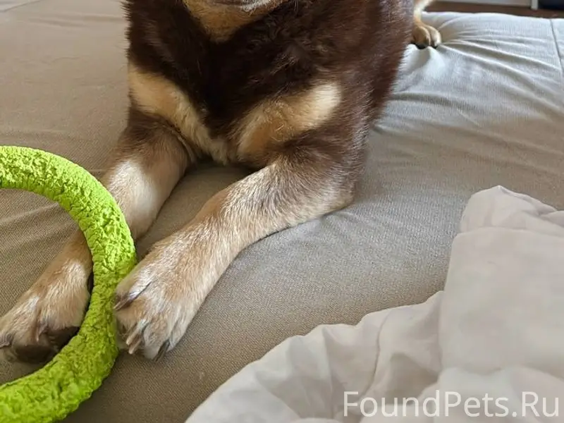 Пропал Коржик, коричневый, ТЦ Этажи, верхняя часть города