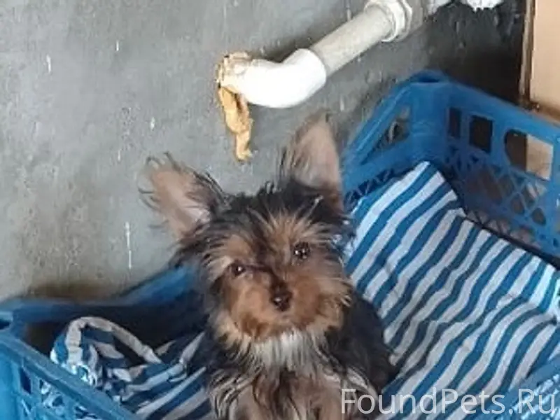 Пропала йоркширский терьер Матильда, частный сектор за «п-городком»