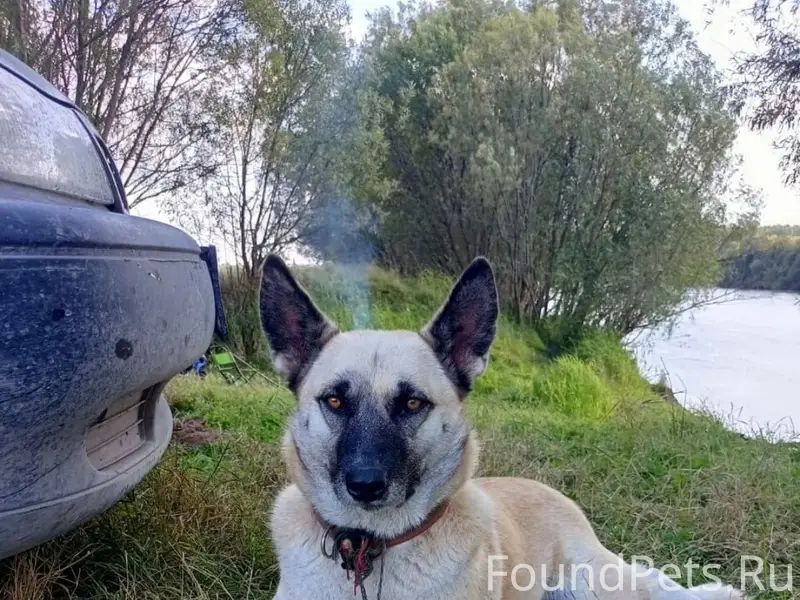 Пропала собака Герда, Завокзальный район