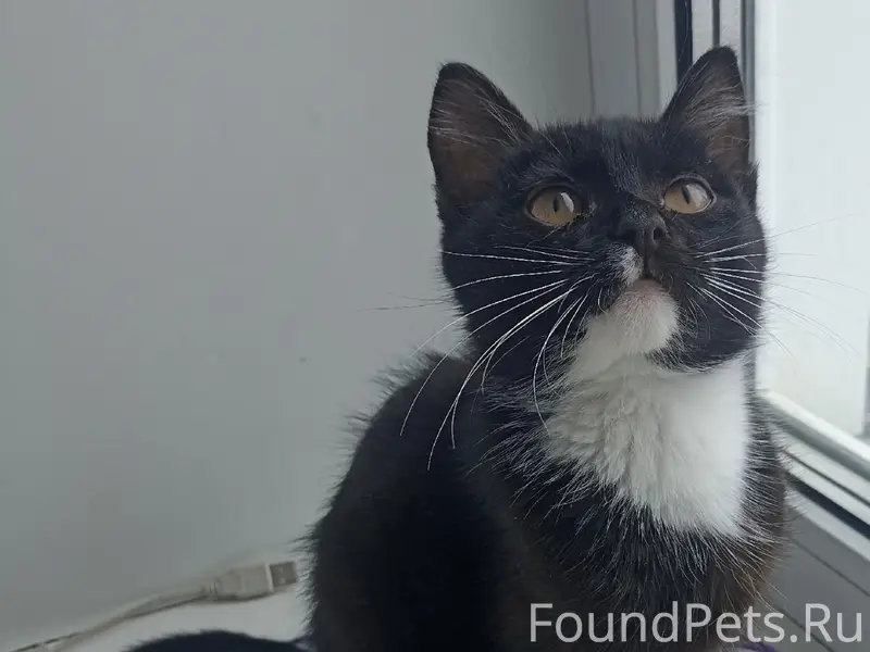 Найден котёнок, Ленинский район