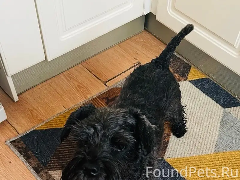 Пропала собака Цвергшнауцер, район Сенной площади