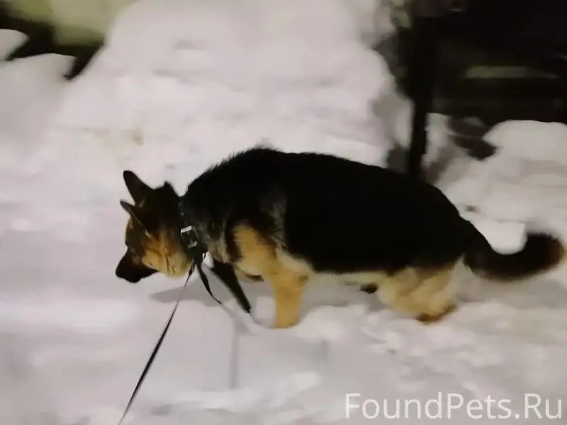 Найден пёс (овчарка), Ново Александровка