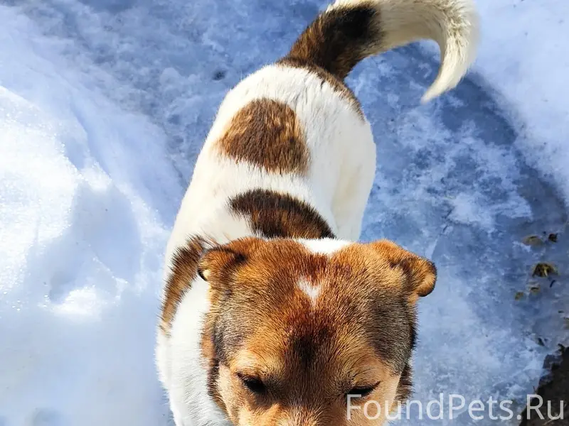 Найден пёс, Тимшино