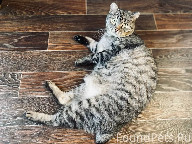 Пропал кот Петрович, Коломна