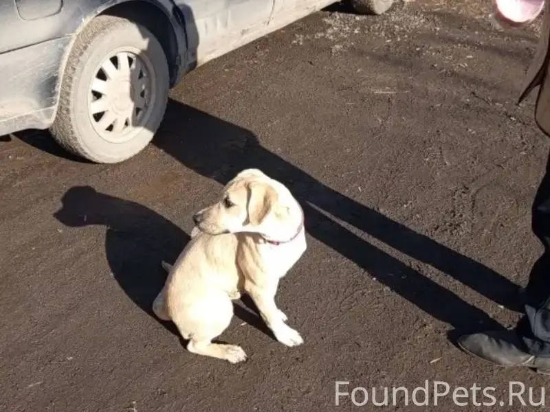 Пропала собака, ул. Дворецкая 14