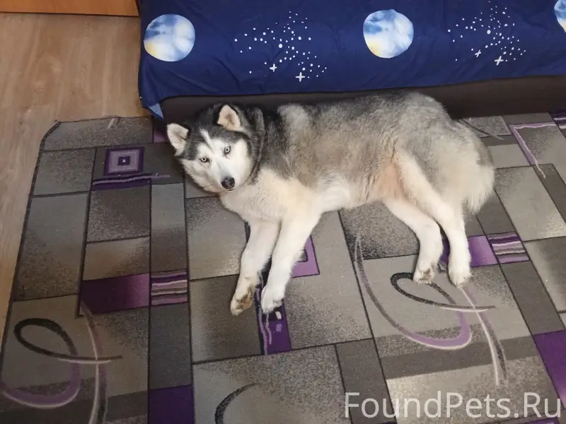 Пропала собака Белла, заводской район