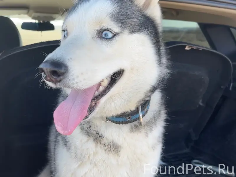 Пропала хаски Хана, район второго сада, нефтеразведки