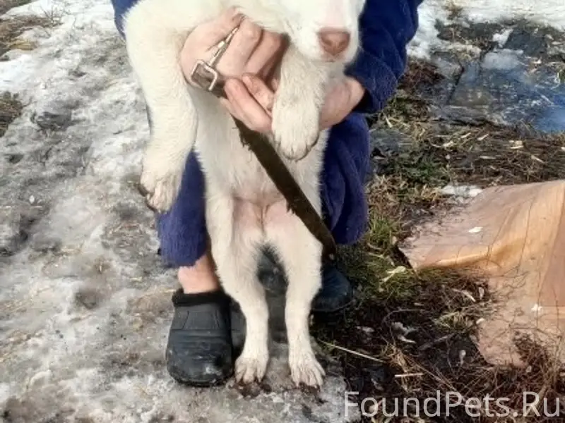 Найден щенок с ошейником и поводком, старый город