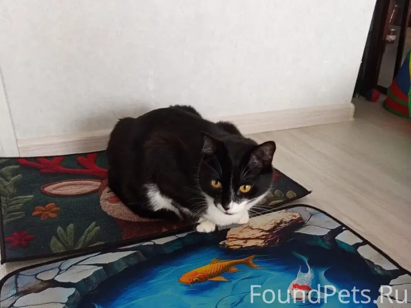 Пропал кот Томас, район ул. Академика Туполева