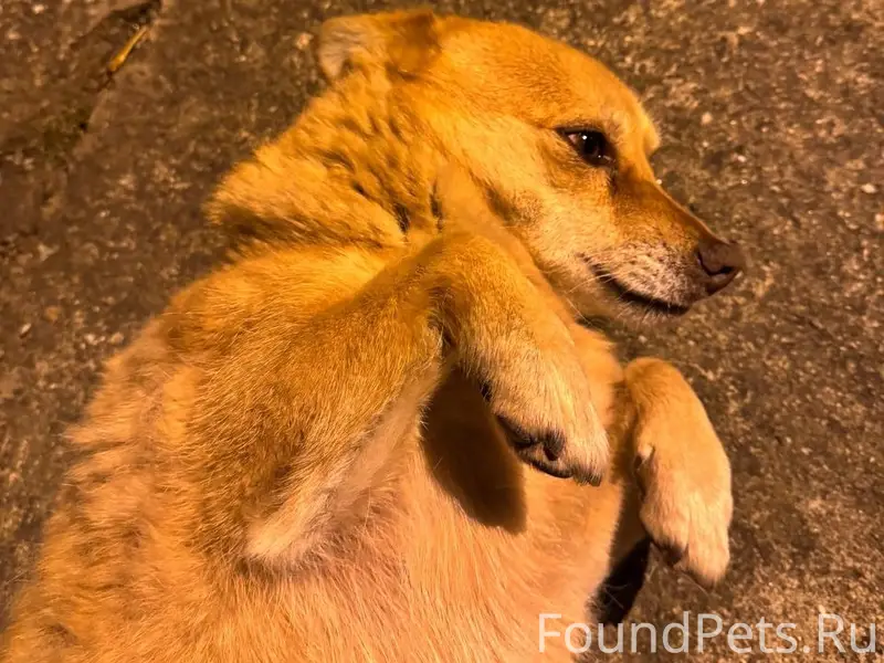 Пропала собака Дина, Михайловск