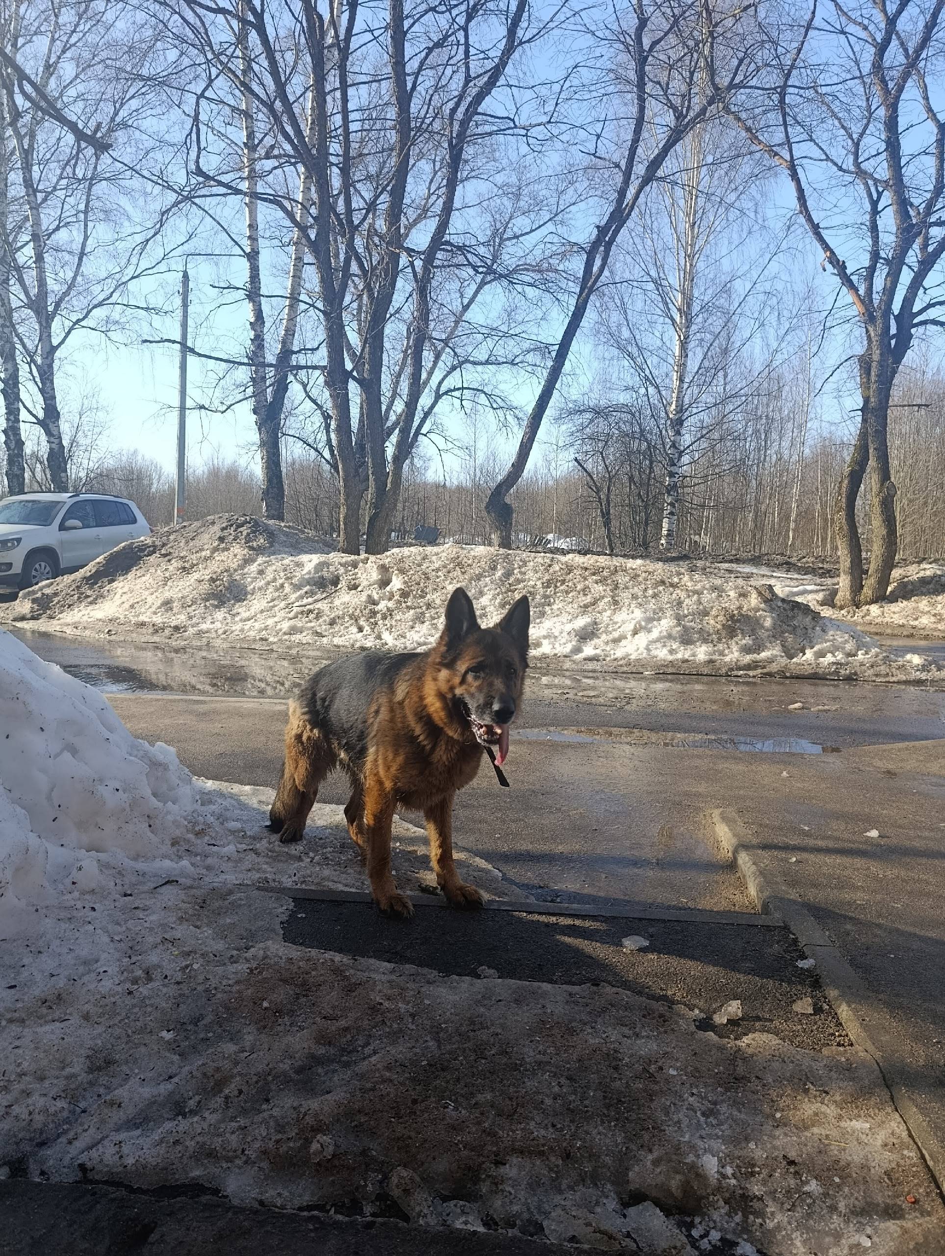 Пропала собака, район Лукьяново