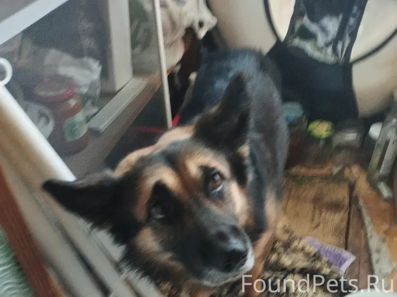 Найдена собака, Мещёра