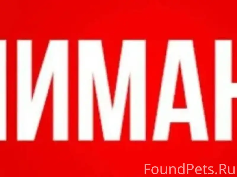 Пропал крупный светлый пёс, похожий на Лабрадора, ул. Строительная