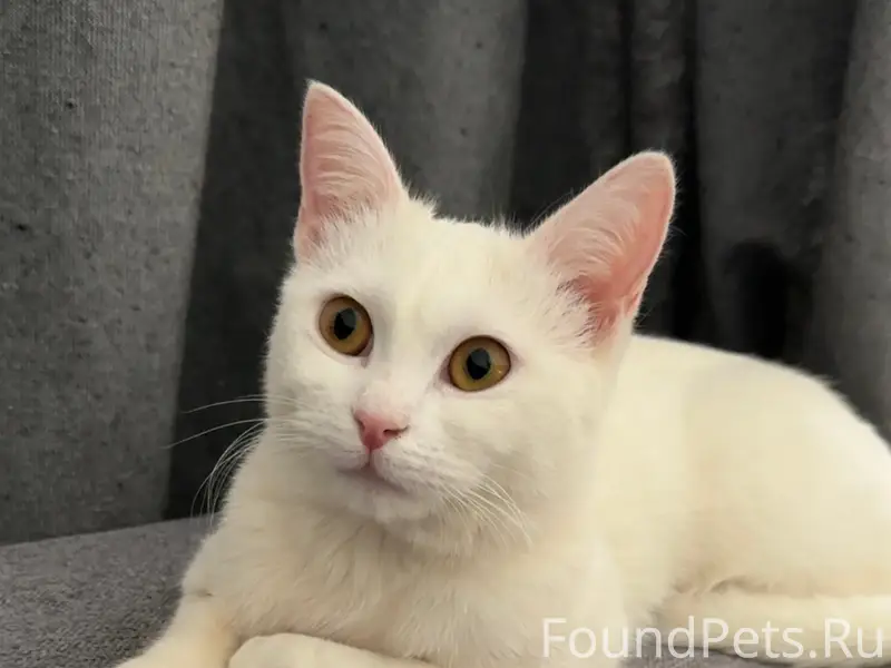 Пропала кошка, ул. Победы