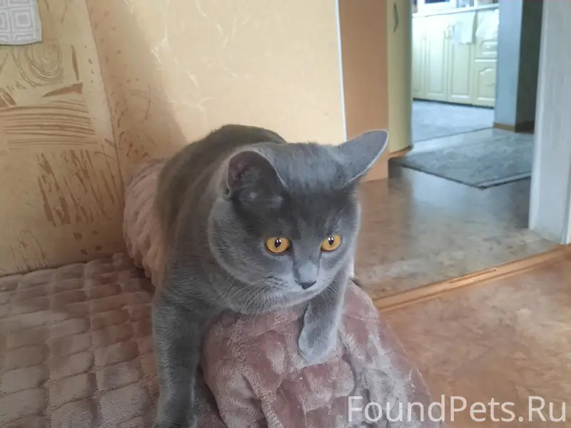 Пропал кот Степа, улица Глинки