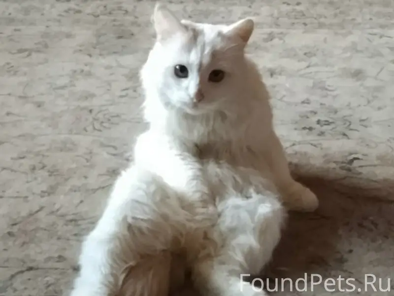 Пропал кот, Коммунистическая