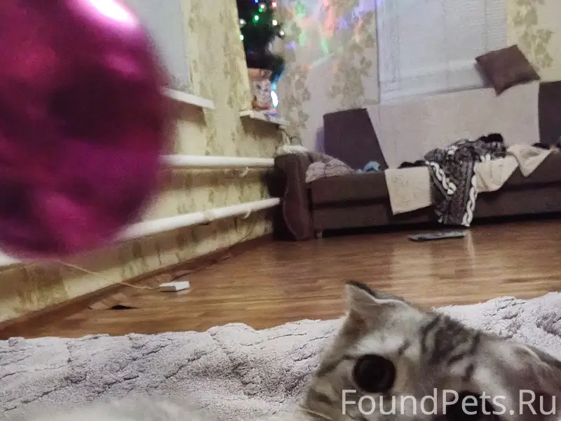 Пропала вислоухая кошка, [место не указано]