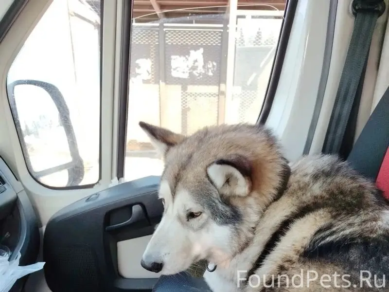 Найден кобель, Рузский район