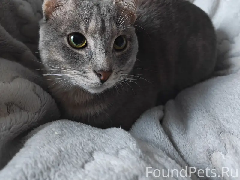 Пропал кот Лис, г. Ярославль