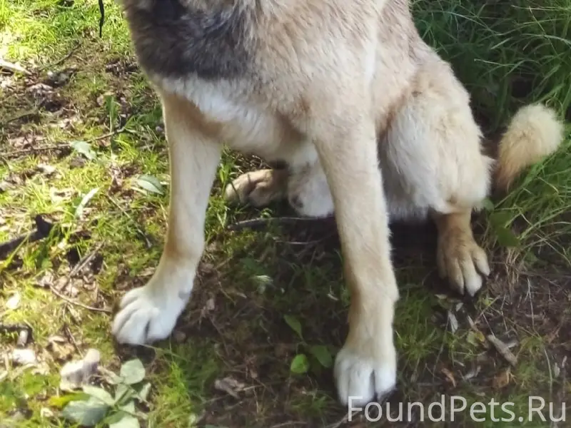 Пропал пес Лис, Валегин бор