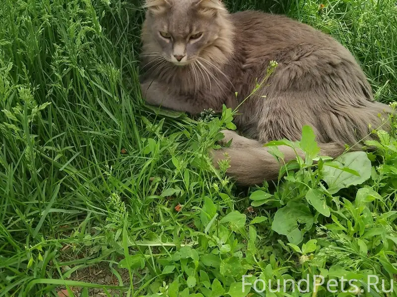 Пропал кот, похож на мейн-куна, улица Гагарина
